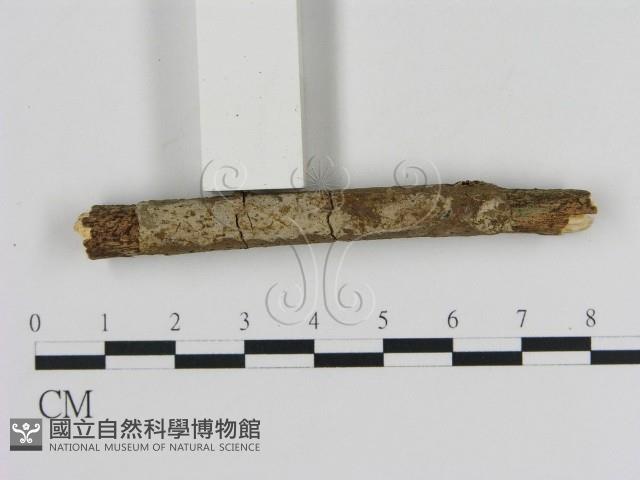 登錄號:F0020369藏品圖，第3張