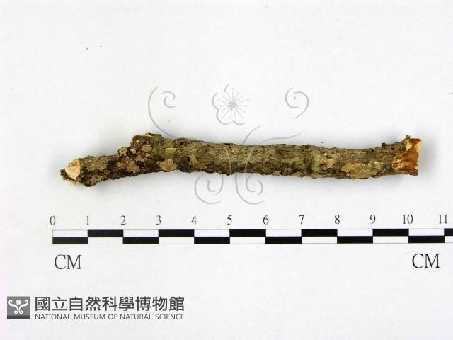 登錄號:F0000369藏品圖，第3張