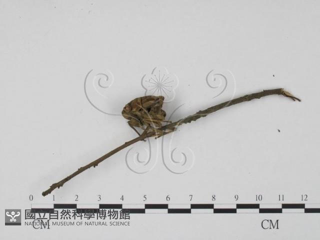 登錄號:F0010369藏品圖，第3張