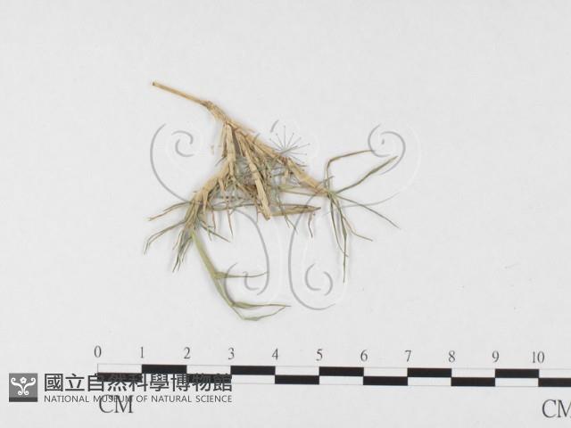 登錄號:F0026369藏品圖，第1張