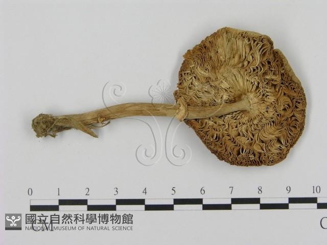 登錄號:F0016369藏品圖，第4張