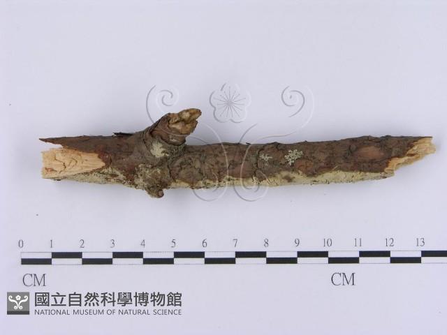 登錄號:F0001369藏品圖，第3張