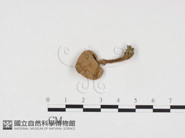 登錄號:F0024369藏品圖，第3張