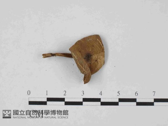 登錄號:F0014369藏品圖，第3張