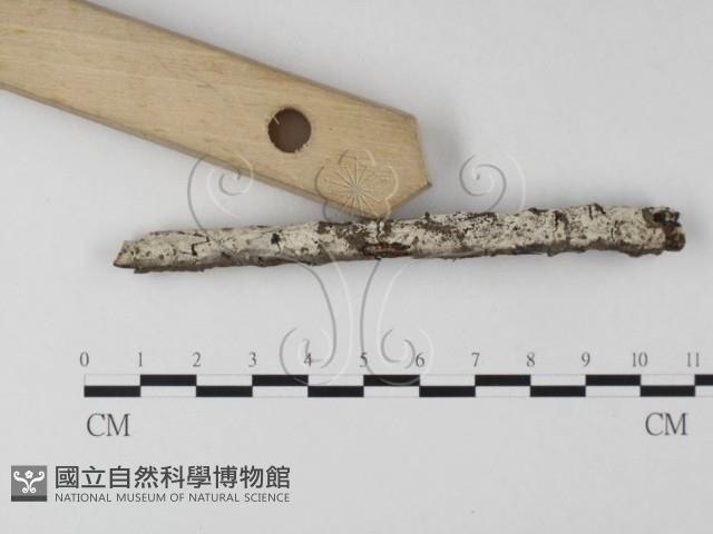剛毛絲皮菌藏品圖，第3張