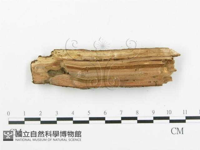 登錄號:F0005369藏品圖，第3張