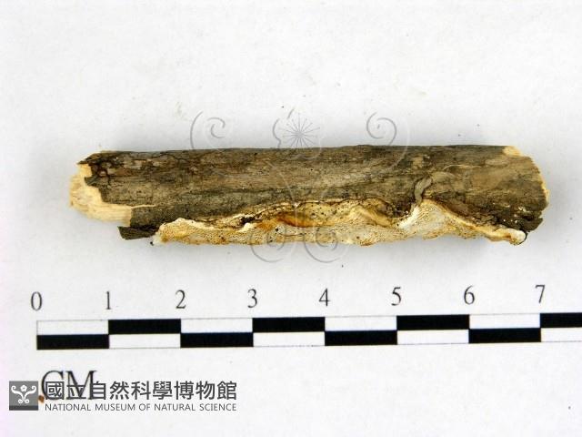 登錄號:F0015369藏品圖，第3張