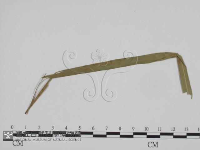 登錄號:F0019369藏品圖，第3張
