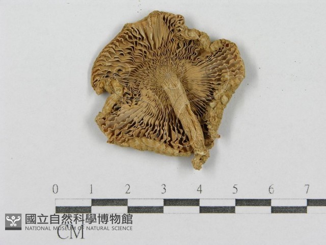 紅菇屬藏品圖，第3張