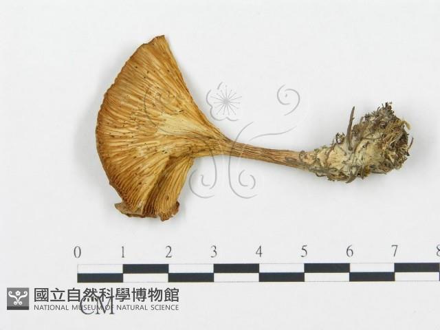 登錄號:F0020229藏品圖，第1張