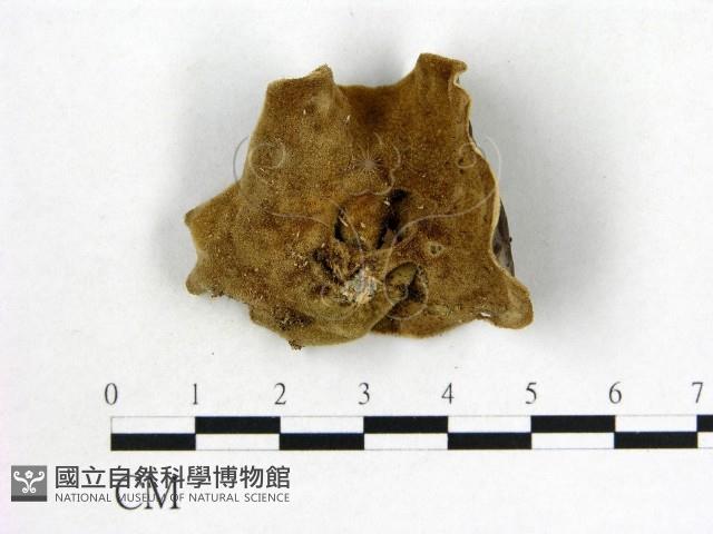 木耳屬藏品圖，第3張