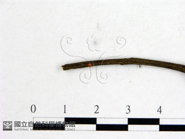 登錄號:F0010229藏品圖，第3張