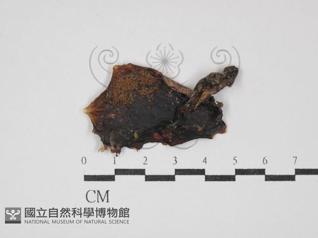 登錄號:F0030229藏品圖，第3張