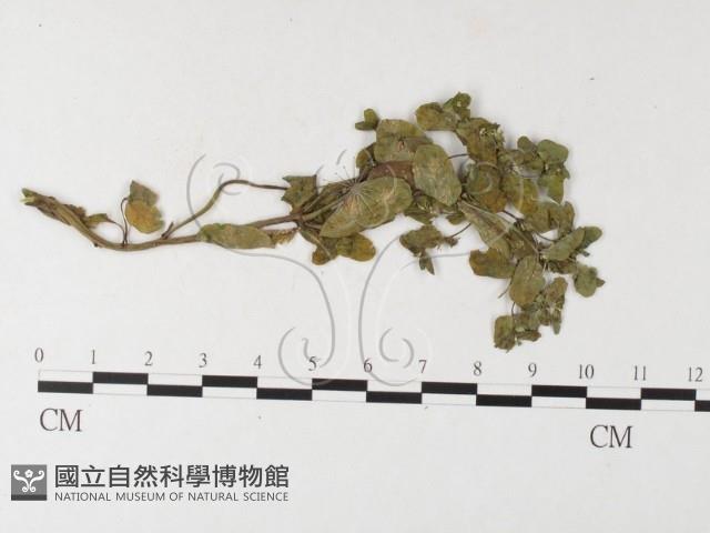 登錄號:F0026229藏品圖，第1張