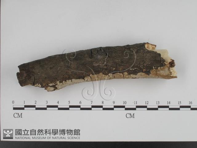 登錄號:F0001229藏品圖，第3張