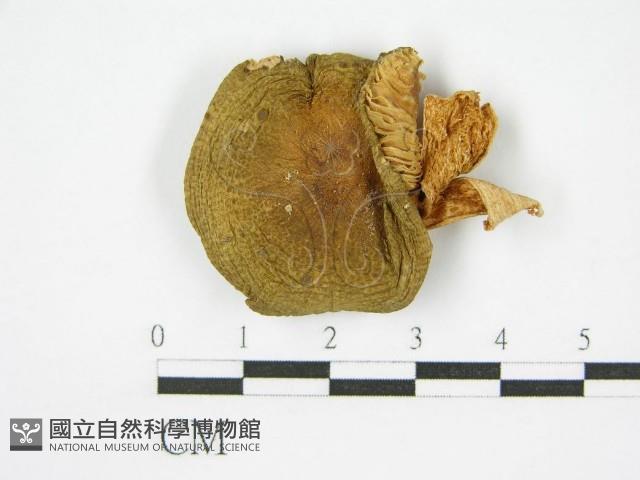 登錄號:F0011229藏品圖，第3張