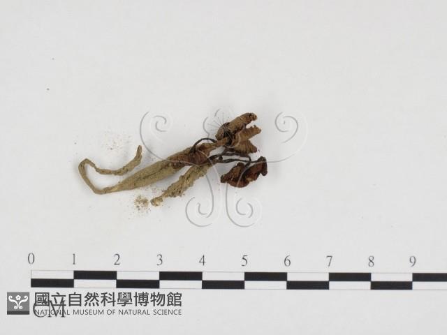 登錄號:F0024229藏品圖，第3張