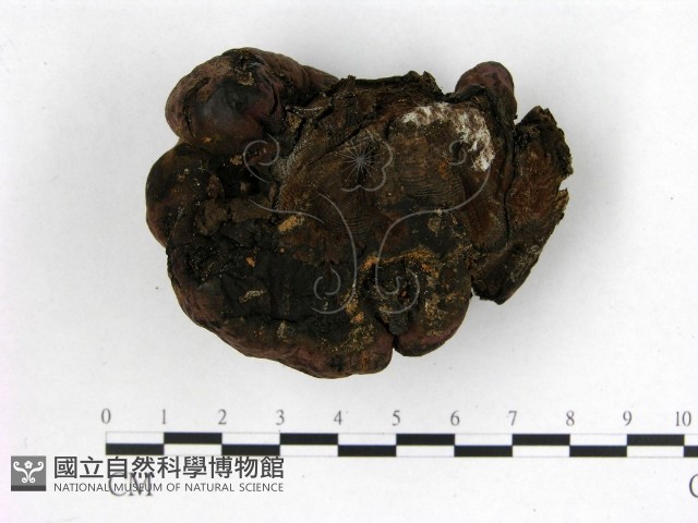 登錄號:F0002229藏品圖，第3張