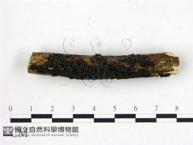 登錄號:F0012229藏品圖，第3張