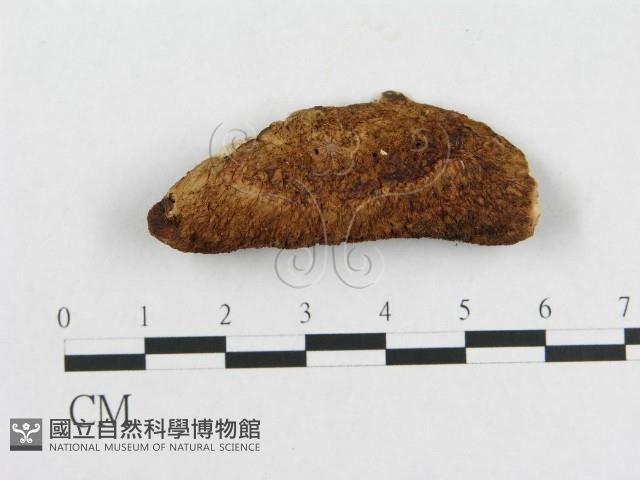 登錄號:F0007229藏品圖，第3張
