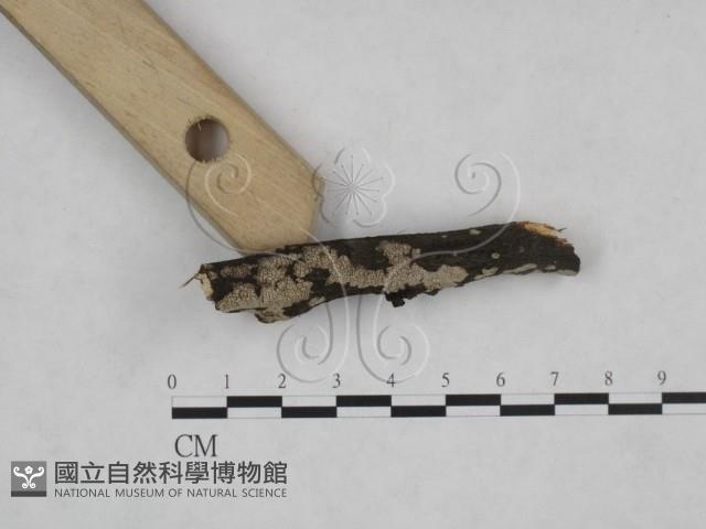 登錄號:F0025229藏品圖，第3張