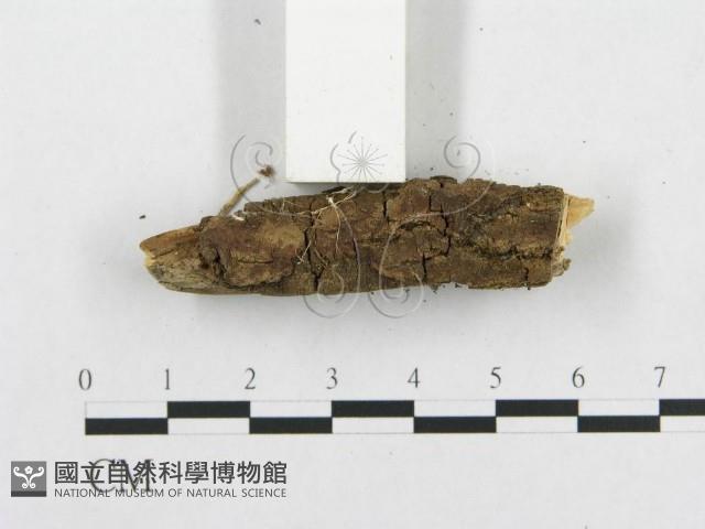 登錄號:F0015229藏品圖，第3張