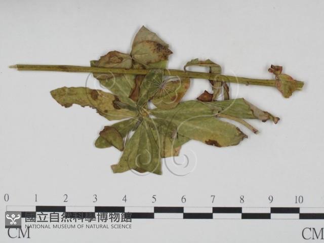 登錄號:F0019229藏品圖，第3張