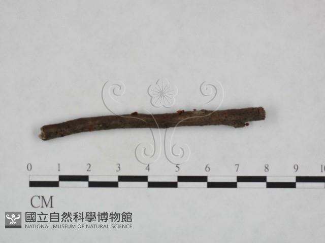 登錄號:F0023229藏品圖，第3張