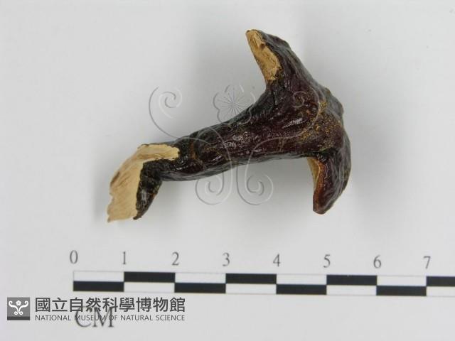 登錄號:F0018829藏品圖，第1張