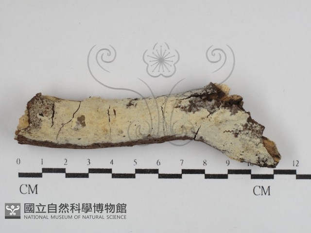 剛毛絲皮菌藏品圖，第1張