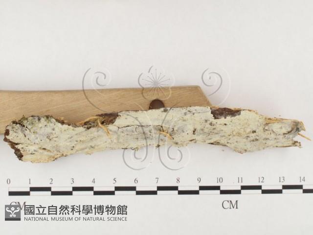 登錄號:F0026829藏品圖，第3張