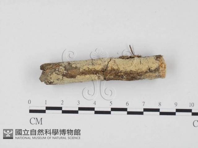 冇骨消絲齒菌藏品圖，第3張