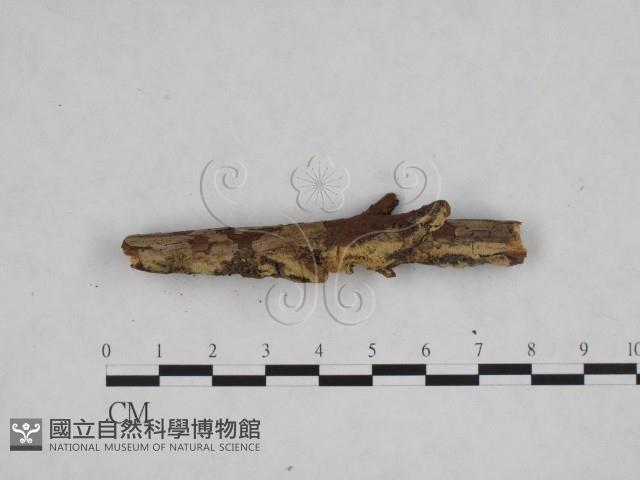 登錄號:F0024829藏品圖，第3張