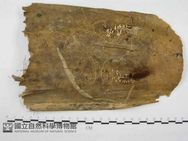 鬼傘屬藏品圖，第1張