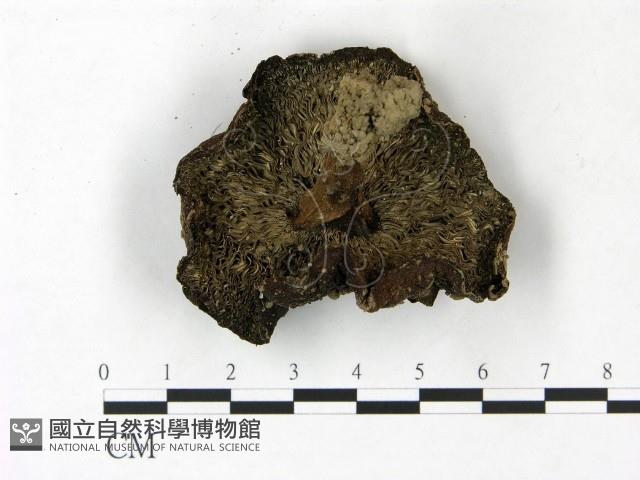 登錄號:F0022829藏品圖，第3張