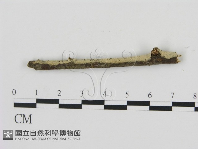 剛毛絲皮菌藏品圖，第3張