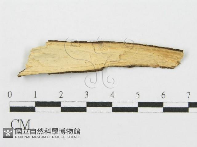 筍殼菌屬藏品圖，第3張