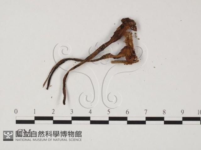 登錄號:F0025829藏品圖，第3張