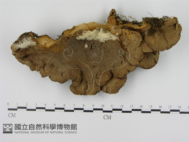 登錄號:F0005829藏品圖，第3張