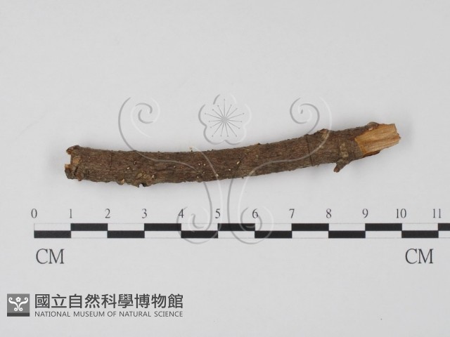 登錄號:F0009829藏品圖，第3張