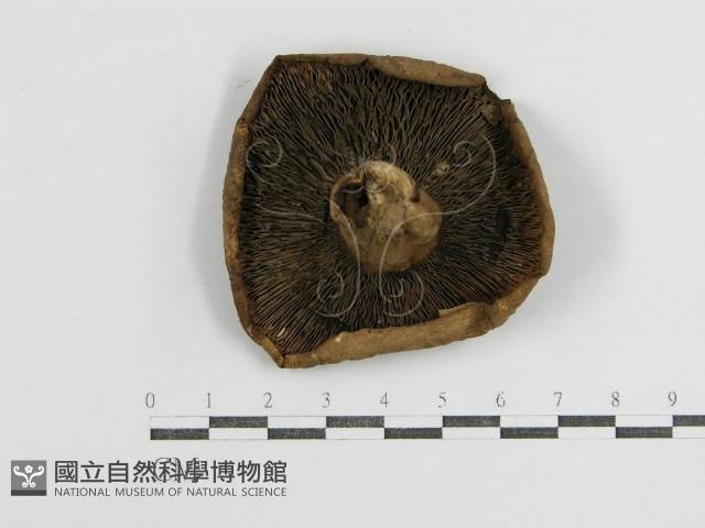 登錄號:F0003829藏品圖，第3張