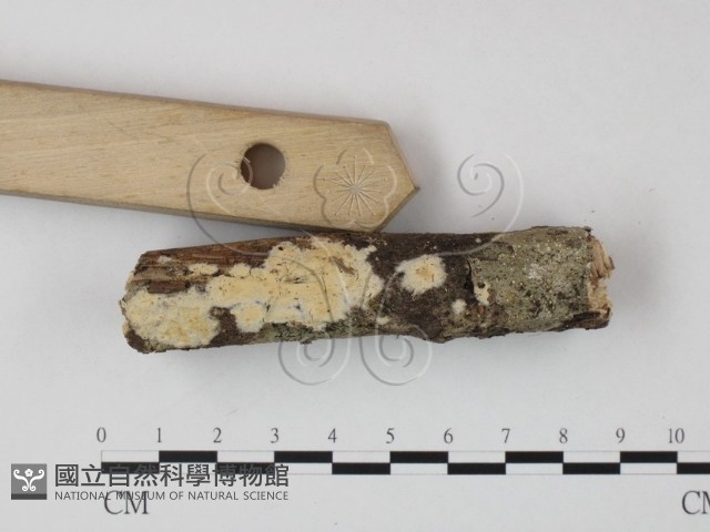 登錄號:F0013829藏品圖，第3張