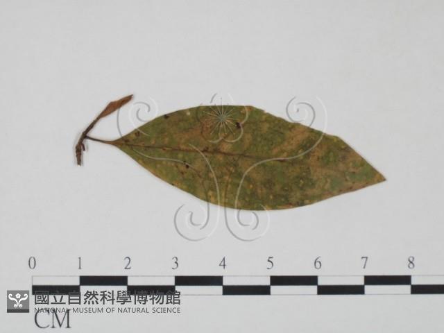 登錄號:F0018929藏品圖，第3張