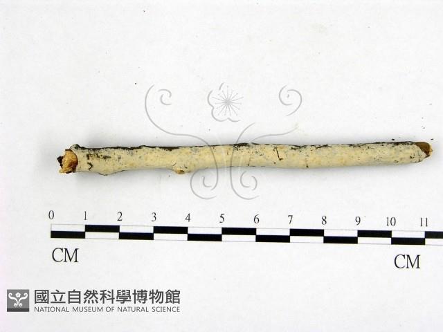顯絲菌屬藏品圖，第3張