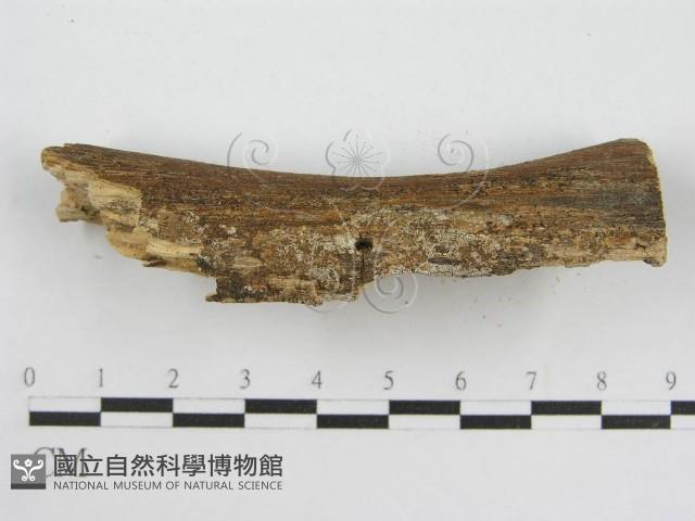 登錄號:F0000929藏品圖，第3張