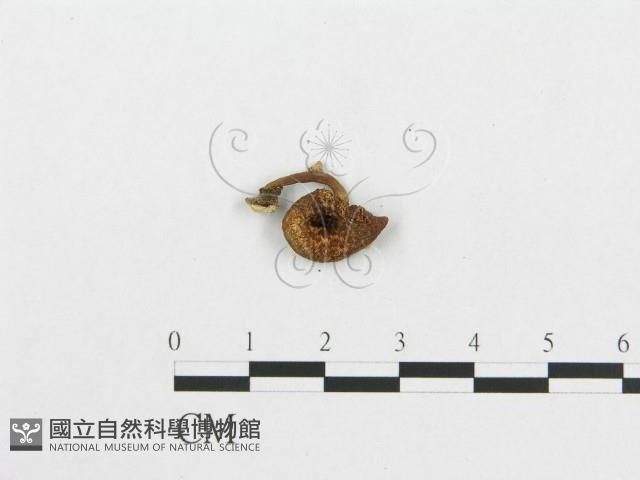 登錄號:F0004929藏品圖，第3張