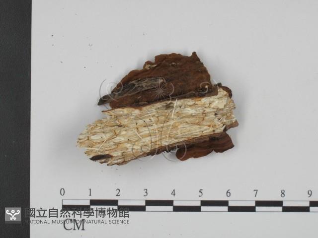 登錄號:F0014929藏品圖，第3張