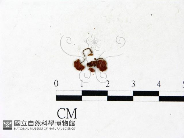 登錄號:F0022929藏品圖，第3張