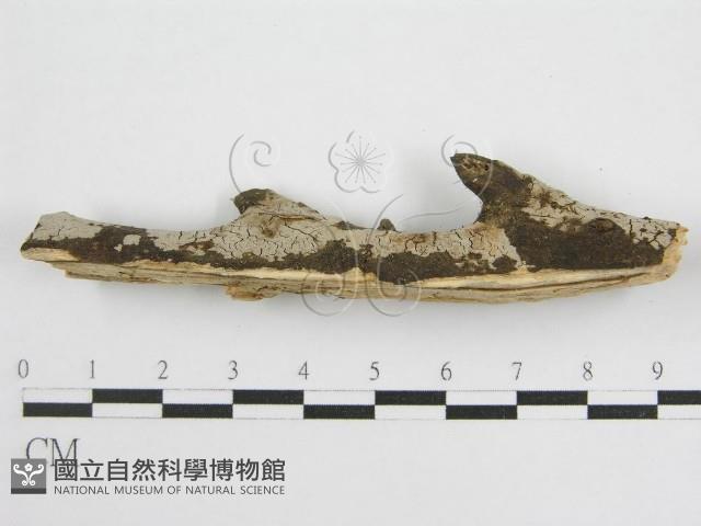 登錄號:F0012929藏品圖，第3張