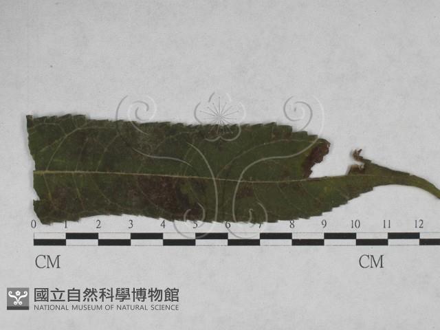 登錄號:F0027929藏品圖，第1張